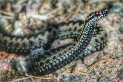 Close-up of lizard on white background