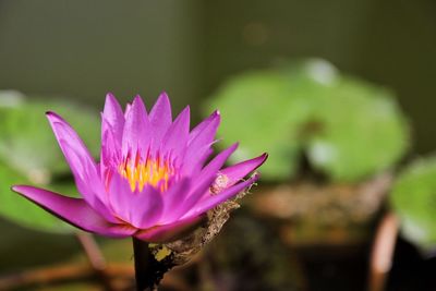 Close-up of pink water lily