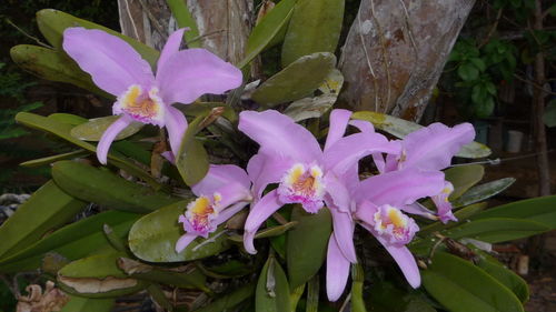 Close-up of flowers blooming outdoors