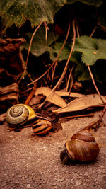 Close-up of snail on ground