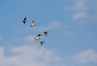 A flock of wild ducks flies high in the sky against the backdrop of white clouds