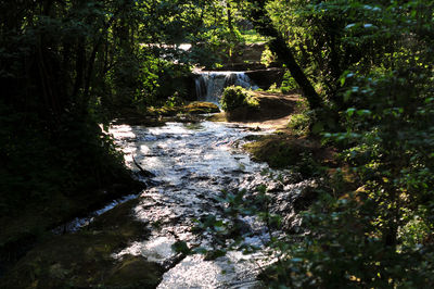 Scenic view of trees