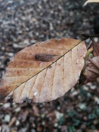 Close-up of dry maple leaves