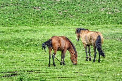 Horses grazing on field