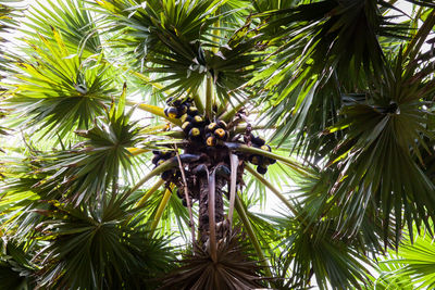 Low angle view of palm tree leaves