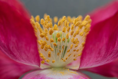 Close-up of pink rose flower