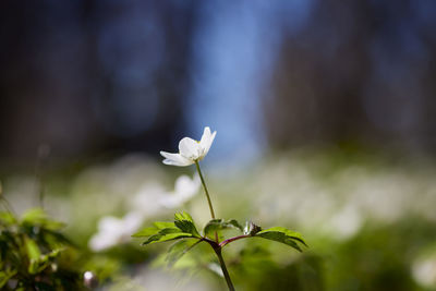 Close-up of anemone flower