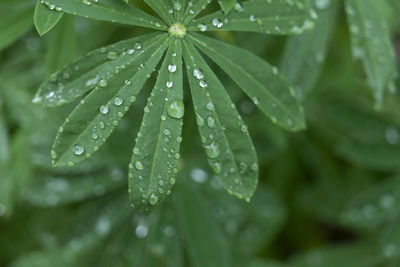 Close-up of raindrops on leaves