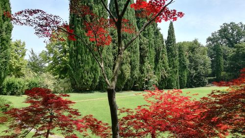 Red flowering plants against trees during autumn