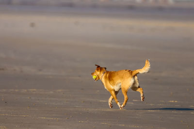 Dog running on the beach