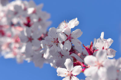 Low angle view of magnolia blossoms against sky