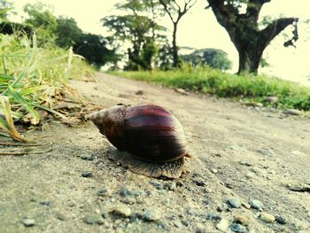 Close-up of snail on tree