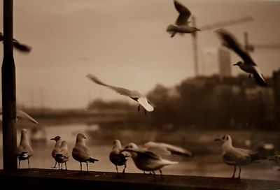 Seagulls flying over lake