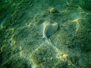 High angle view of fish underwater