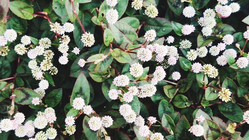 Close-up of white flowering plants called english rug - polygonum capitatum