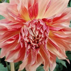 Close-up of pink dahlia