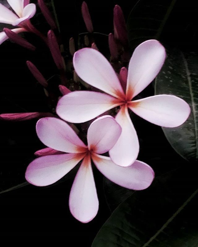 flower, petal, fragility, freshness, flower head, growth, beauty in nature, close-up, nature, plant, blooming, night, in bloom, pink color, high angle view, stamen, no people, leaf, focus on foreground, blossom