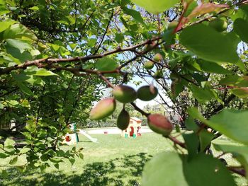 Fruits growing on tree