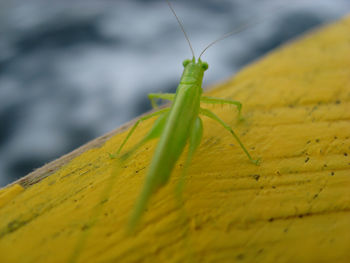 Close up of grasshopper on yellow wall