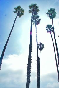 Low angle view of palm trees against blue sky