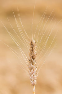 Close-up of stalks in wheat field