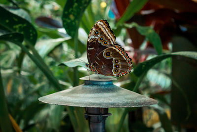 Close up shot of a brown butterfly perched on a lamp