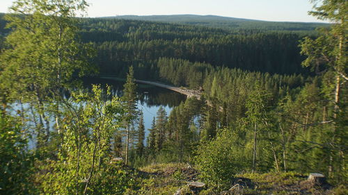 Scenic view of lake amidst trees in forest