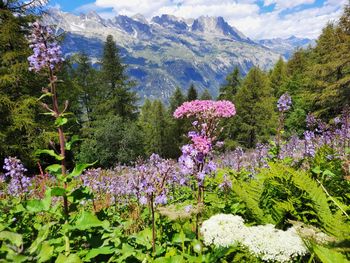 Scenic view of pink flowering plants and trees against sky