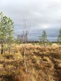 Trees on field against sky