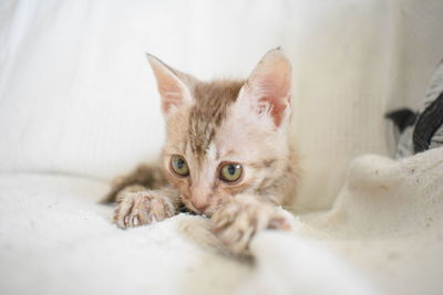 Portrait of cat lying on bed