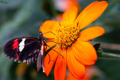 Close-up of butterfly pollinating on flower