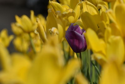 Close-up of yellow tulips