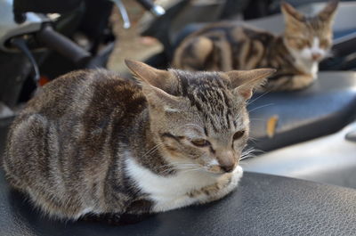 Close-up of cat sitting on motor scooter