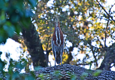 Low angle view of leaf on tree