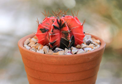 Close-up of succulent plant