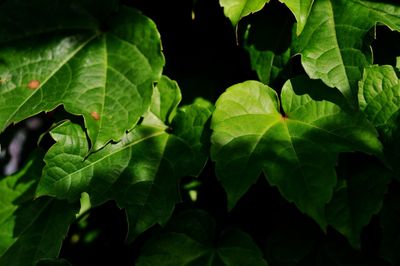 Close-up of green leaves