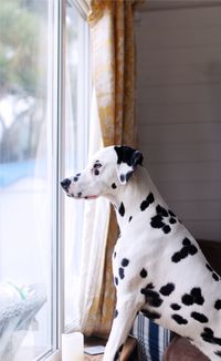 Close-up of dog sitting by window