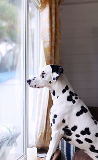 Close-up of dog sitting on window