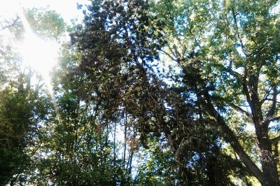 Low angle view of trees in forest against sky