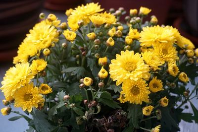 Close-up of yellow flowers blooming outdoors