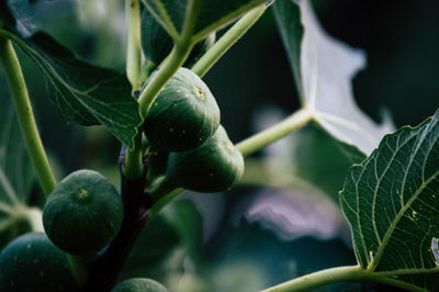 Close-up of berries growing on tree