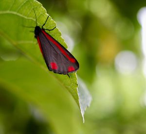 Close-up of butterfly on leaf