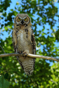 Low angle view of owl perching on branch