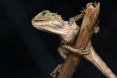 Close-up of lizard on tree against black background