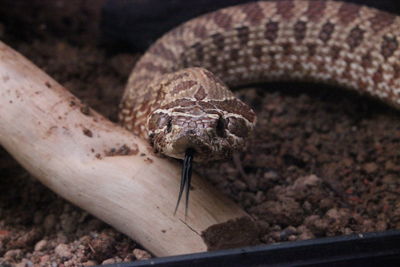 Close-up of lizard on wood