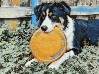 Close-up portrait of dog