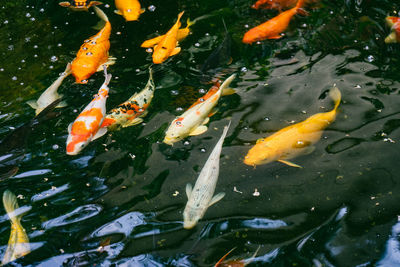 High angle view of koi carps swimming in lake