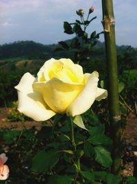 Close-up of yellow flower blooming outdoors