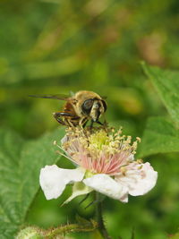 Close-up of bee on flower