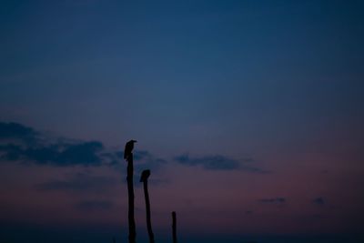 Silhouette plant against sky at sunset